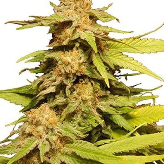 Maui Pineapple Chunk Seeds