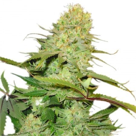 Orange Kush Seeds