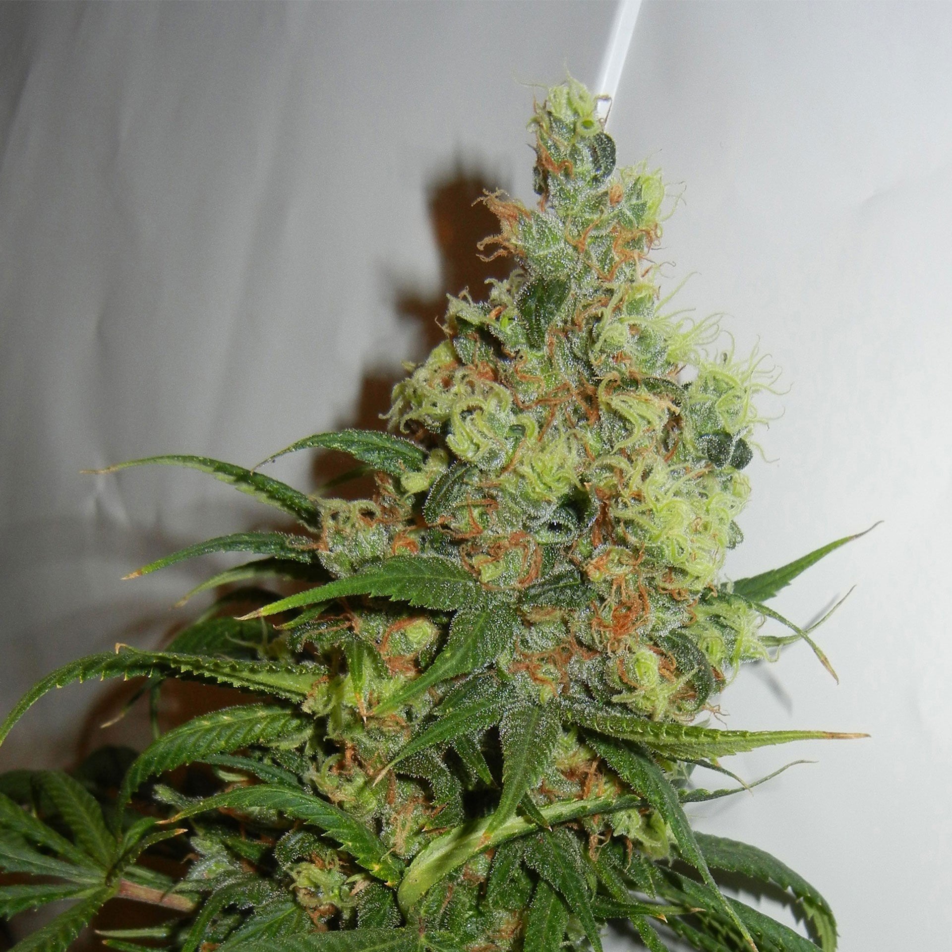 Purple Elephant Seeds