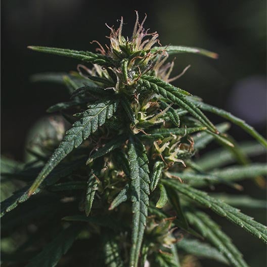 Rainbow Sherbert #11 Seeds