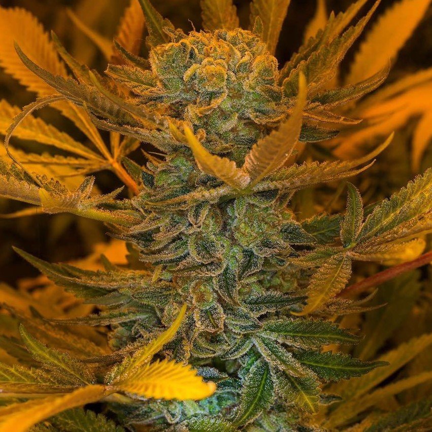 Space Bomb Seeds
