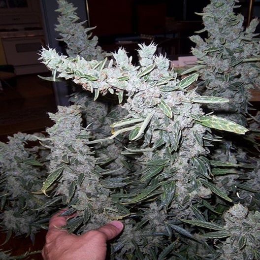 Trinity Seeds