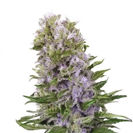 White Fire 43 Auto Seeds