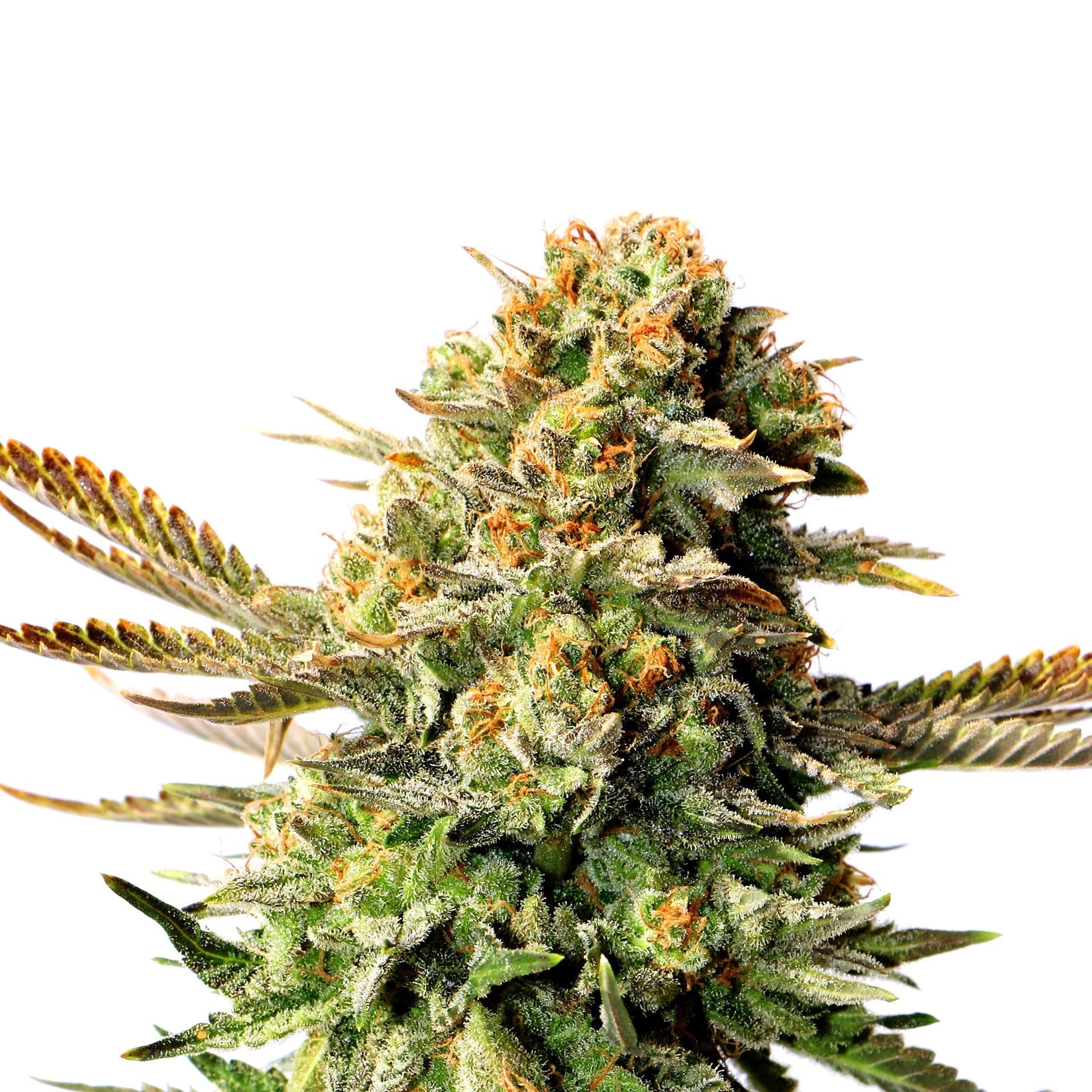 XXX OG Seeds