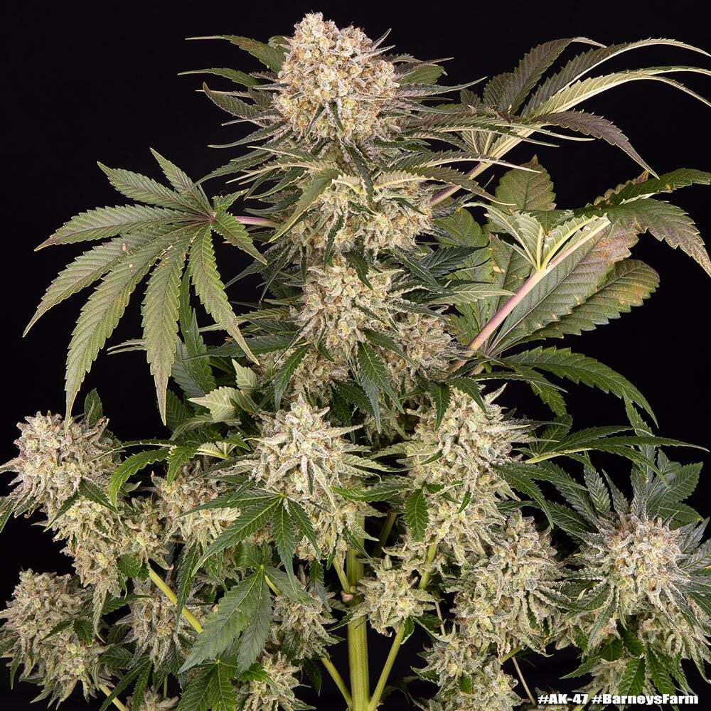 AK Seeds
