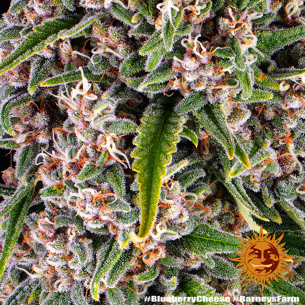 Blue Cheese Seeds