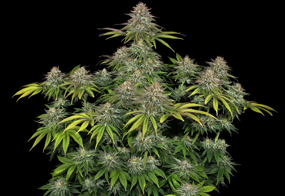 Critical Kush Seeds