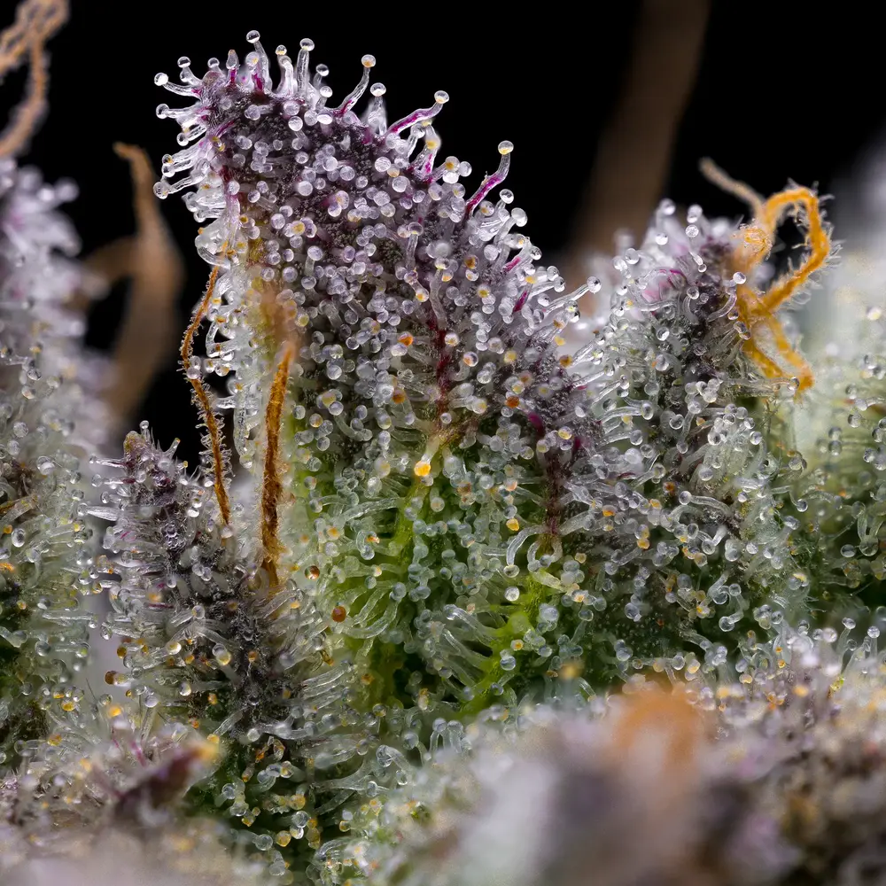 GMO Cookies Seeds