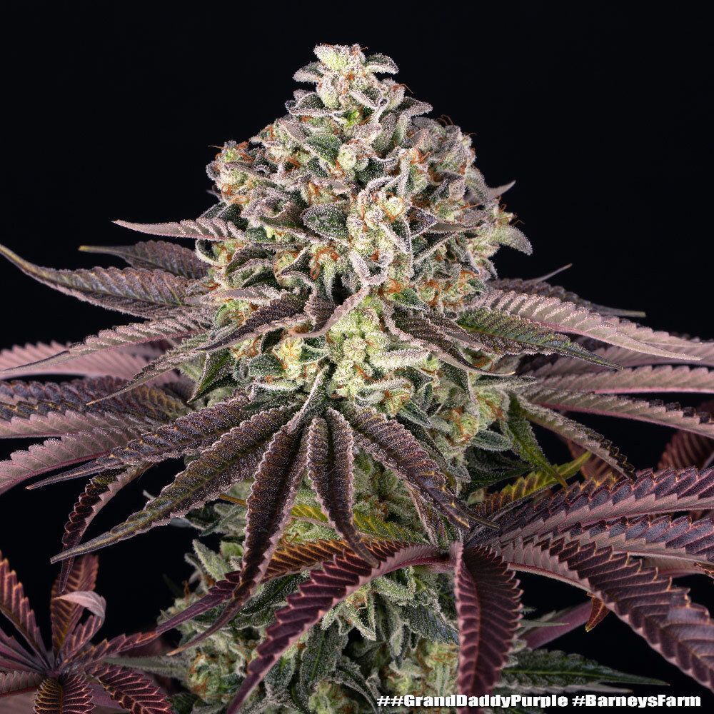 GrandDaddy Purple Seeds