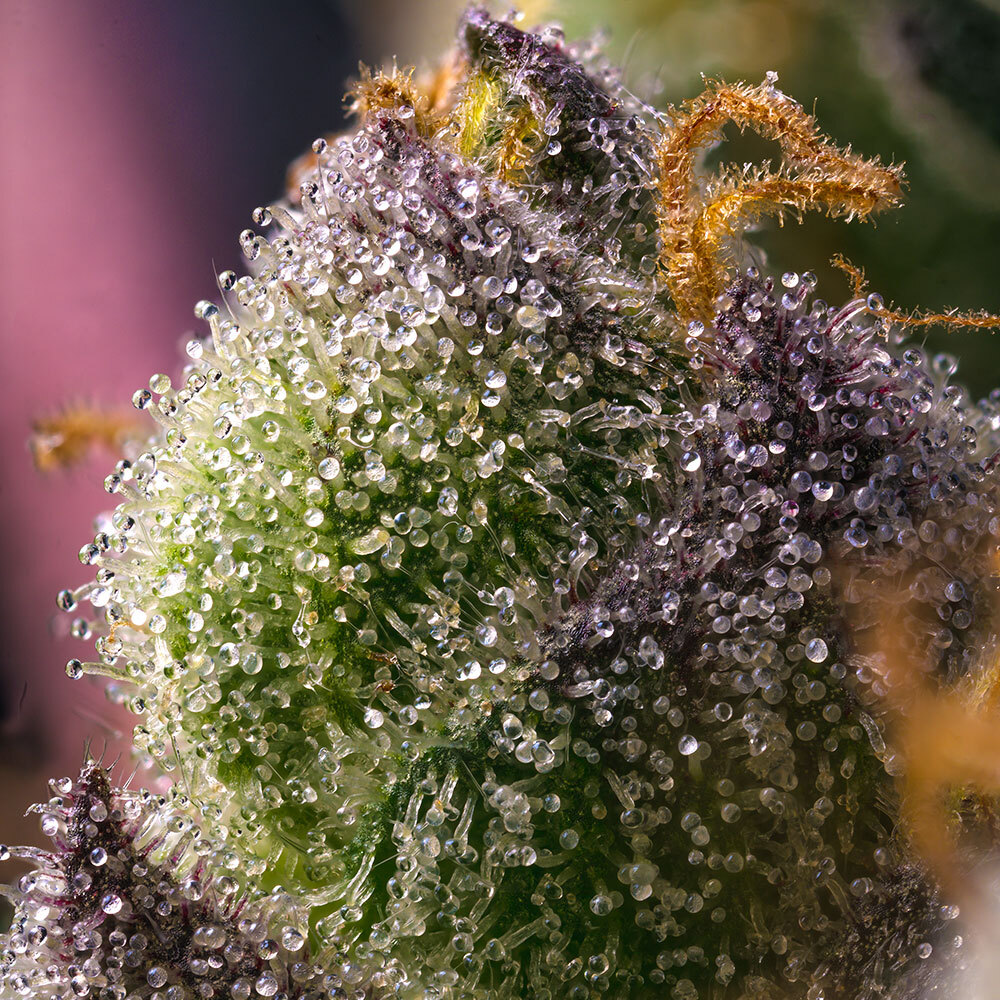 Hindu Kush Seeds