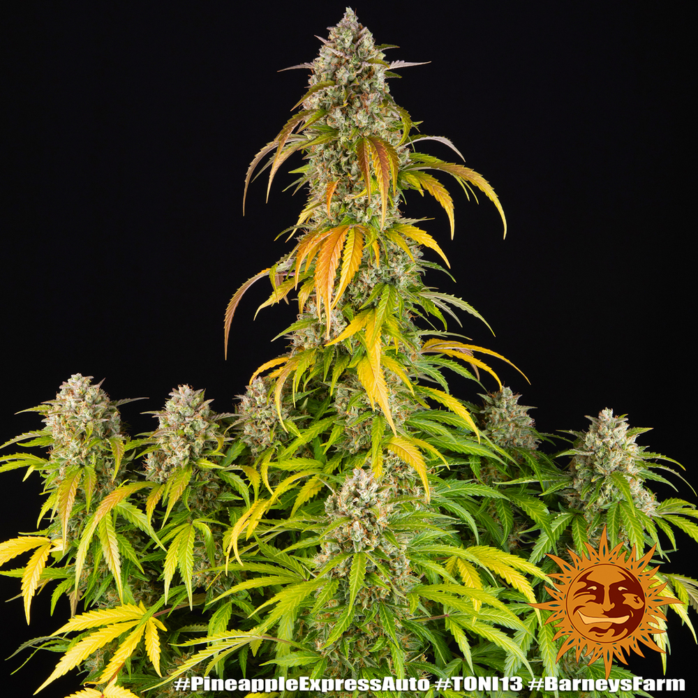 Pineapple Express Auto Seeds