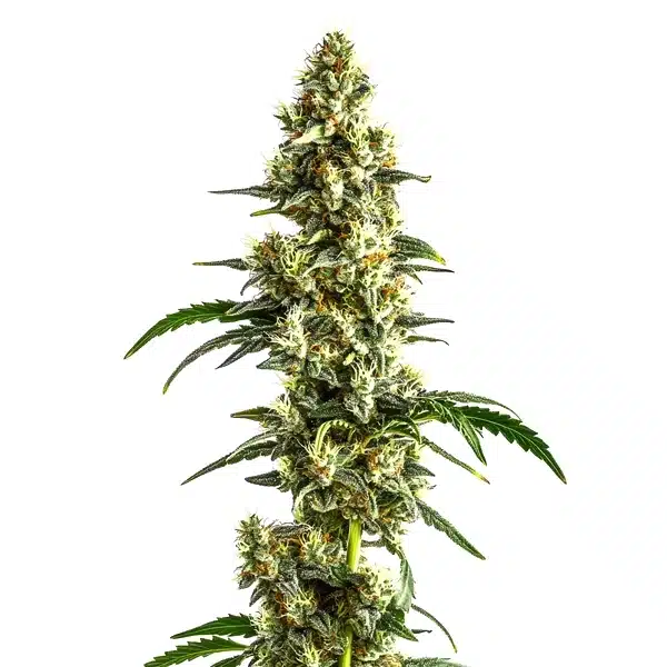 Agent Orange Regular Seeds