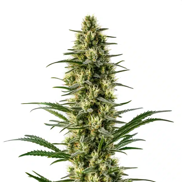 Agent Orange Seeds