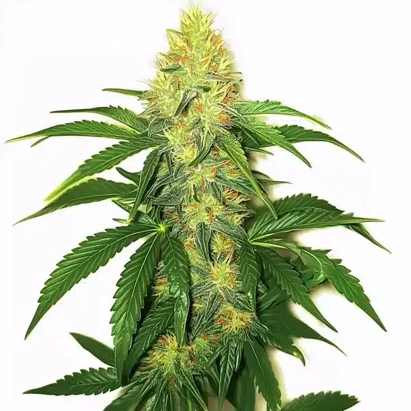 AK 47 Seeds