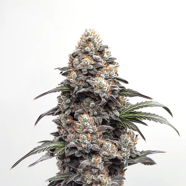 Alien GG Seeds