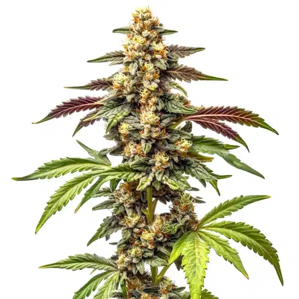 Alien Rock Candy F1 Seeds