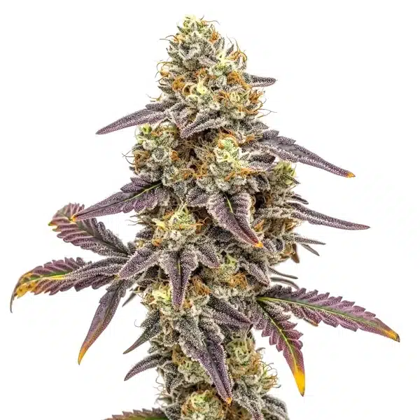 Alien Technology x Do-Si-Dos Seeds