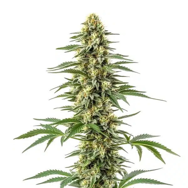 Amnesia Kush Seeds