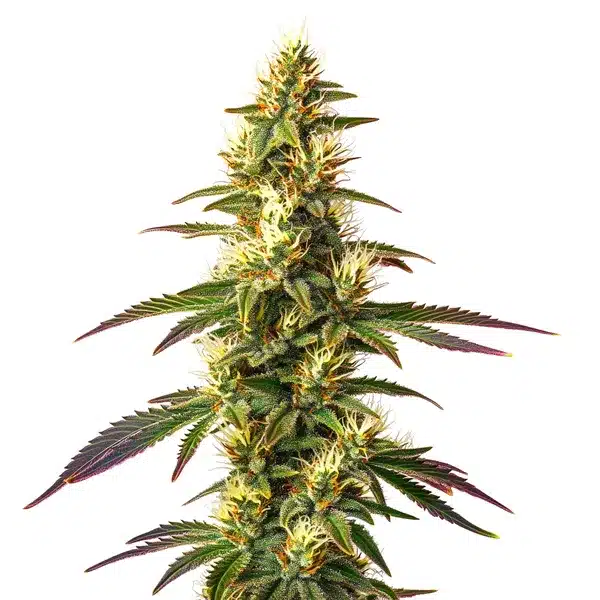 Amnesia Lemon Fast Version Seeds