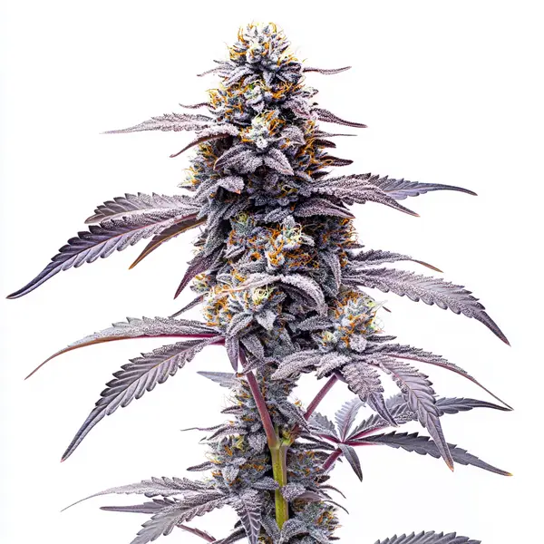 Animal Mints Seeds