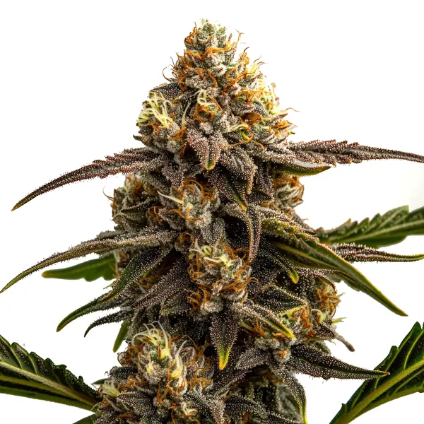 Apple Fritter Autoflower Seeds