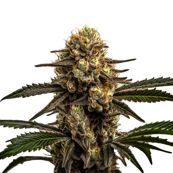 Apple Fritter Seeds
