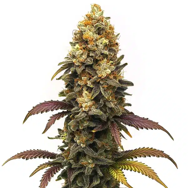 BC Diesel Seeds