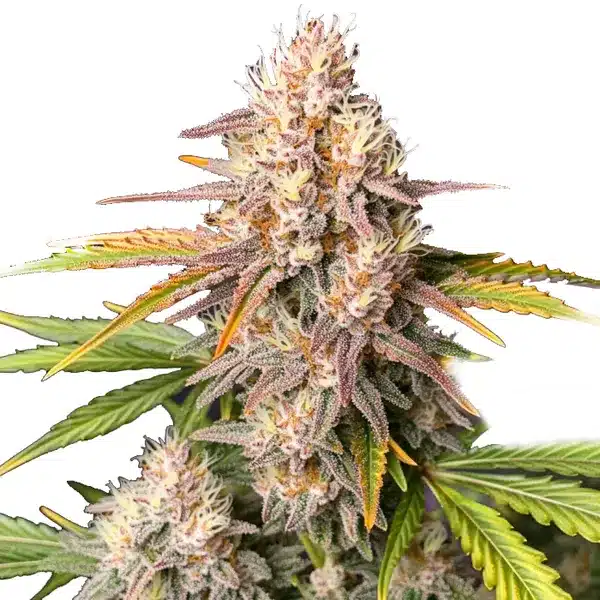 Bc God Bud Regular Seeds