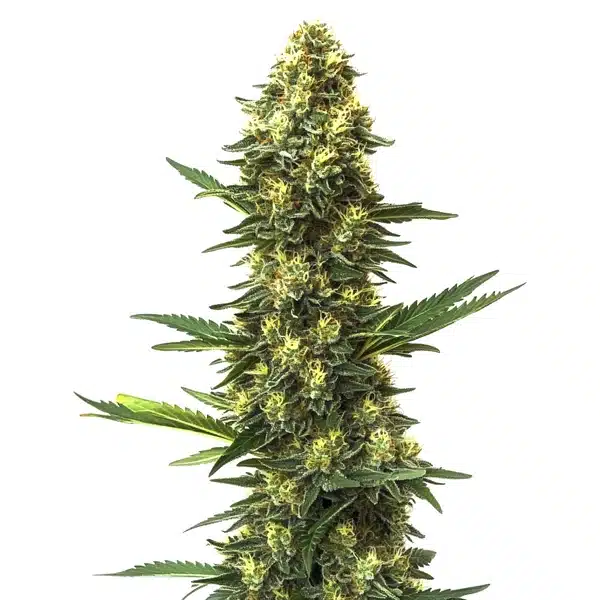 Big Bud Fast Version Seeds