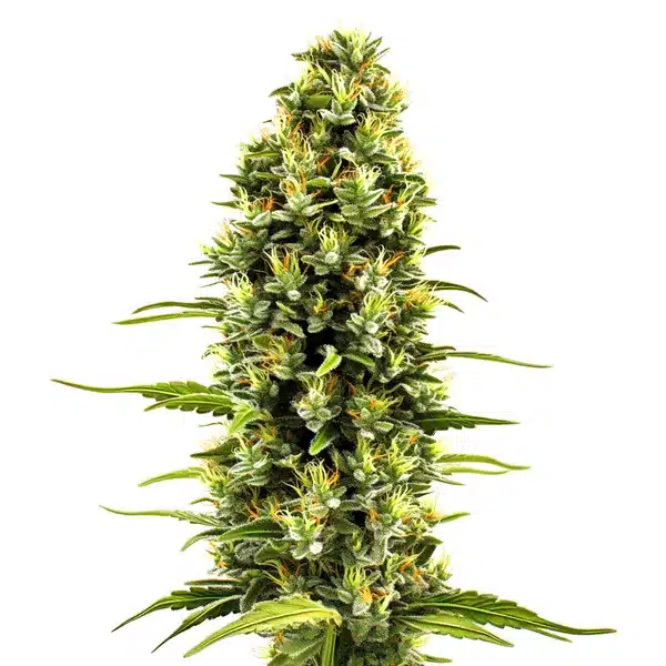 Birthday Cake Seeds