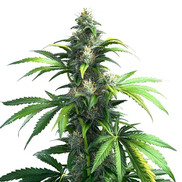 Black Demon OG Seeds