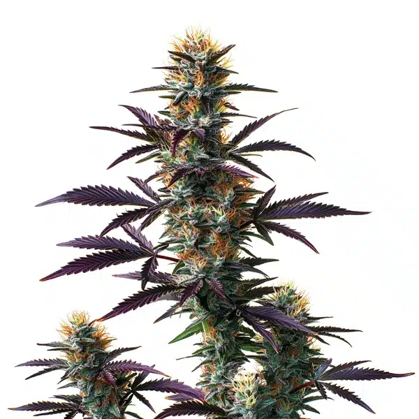 Black Domina Auto Seeds