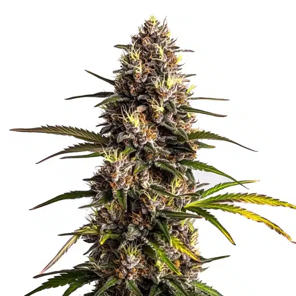 Black Domina x Banana Kush Seeds