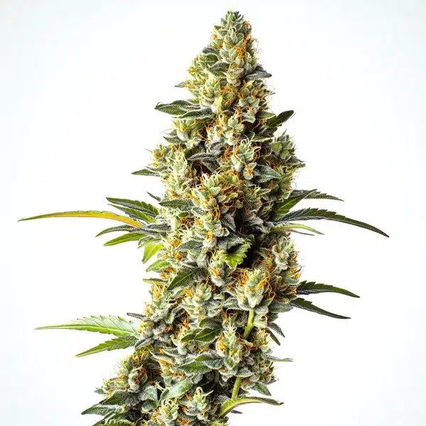 Black Domina x Scott’s OG Seeds