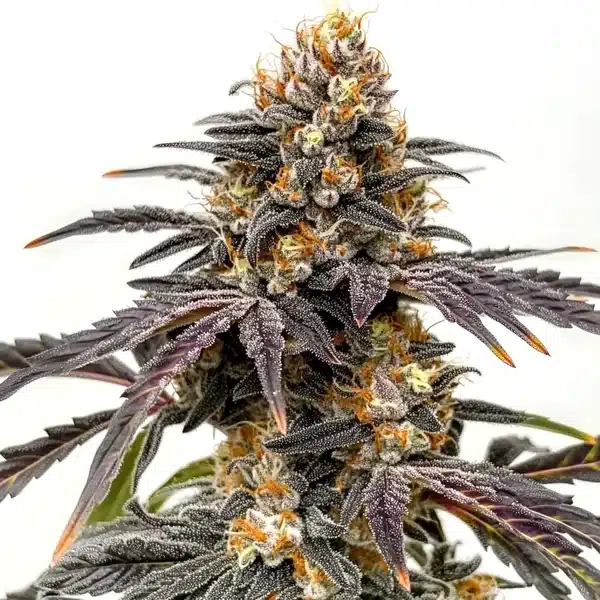 Black Hulk Seeds