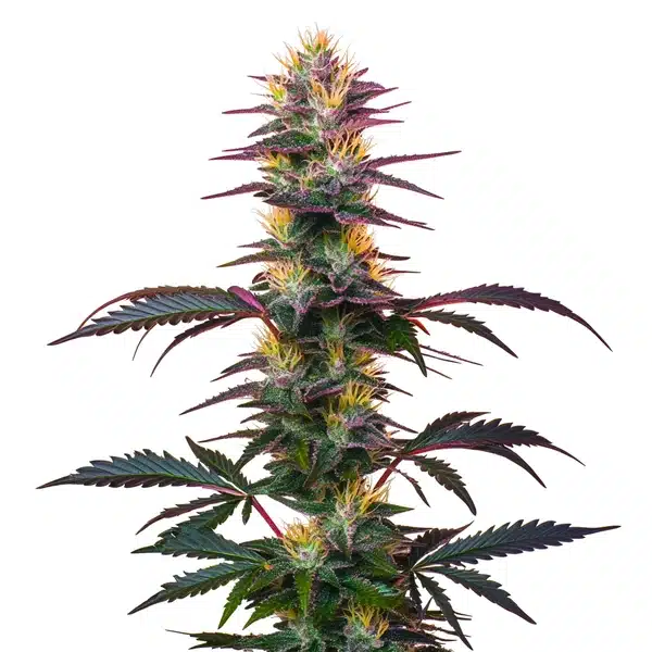 BlackBerry Auto Seeds