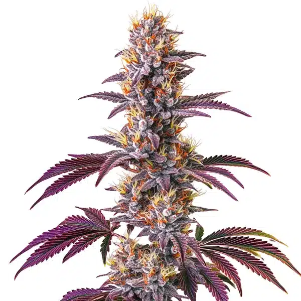 Blackberry Kush Seeds
