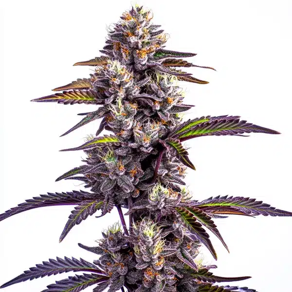 Blackberry Moonrocks Auto Seeds