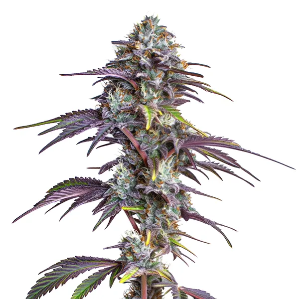 Blackberry Moonrocks Seeds