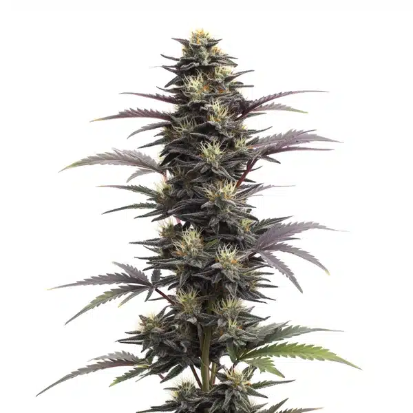 Blue Head Band Auto Seeds