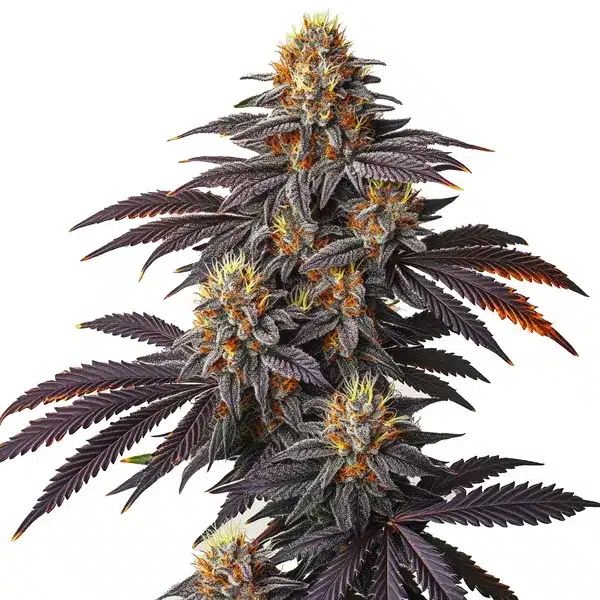 Blueberry Badazz Seeds