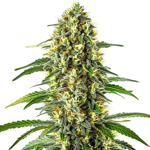 Blueberry x Cream Cheese Auto Seeds