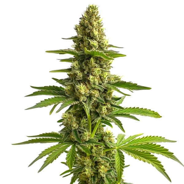 Bruce Banner #3 Seeds