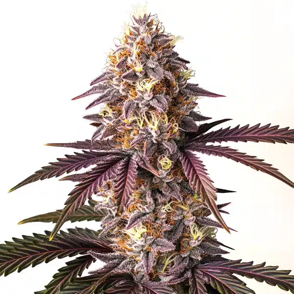 Bruce Banner x Grape Seeds
