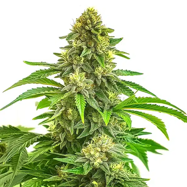 Bruce Banner x Tropi BCN Regular Seeds