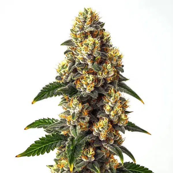 Bubba Kush Seeds