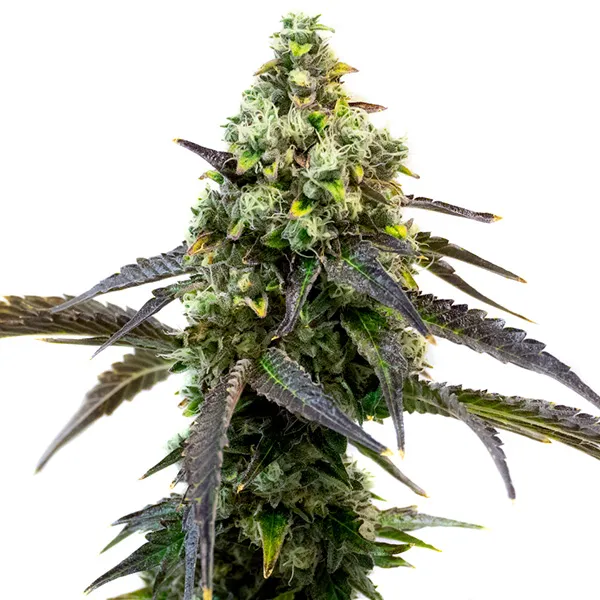 Cafe Racer Seeds