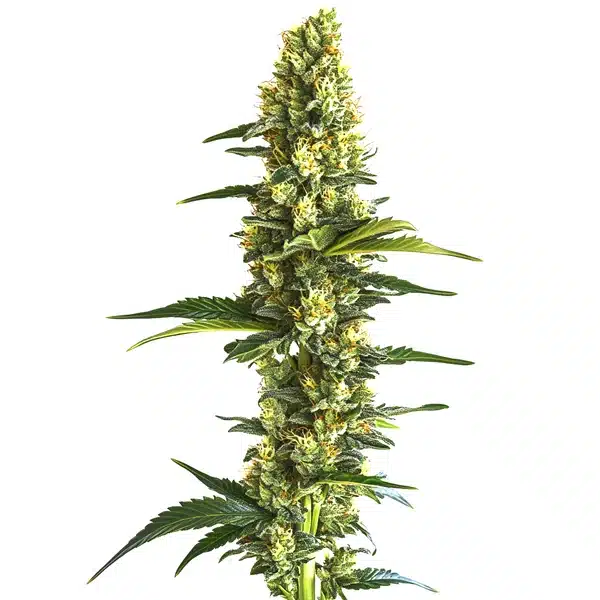 Candy Kush Fast Version Seeds