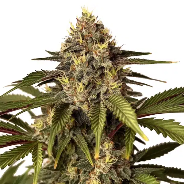 Candy Kush x Do-Si-Dos Seeds