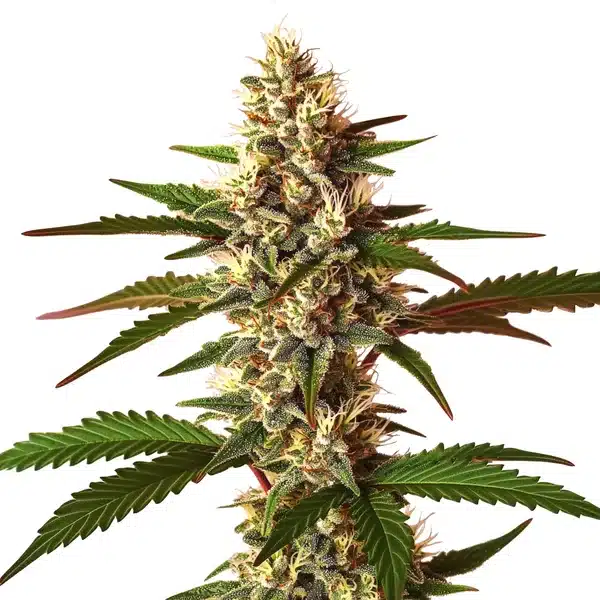 Candy Punch Regular Seeds